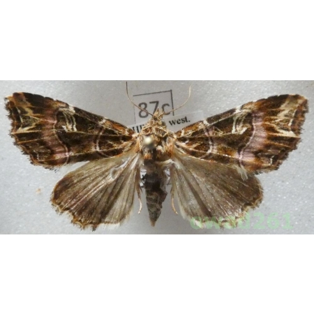 Callopistria juventina (Stoll, 1782) Czech87c